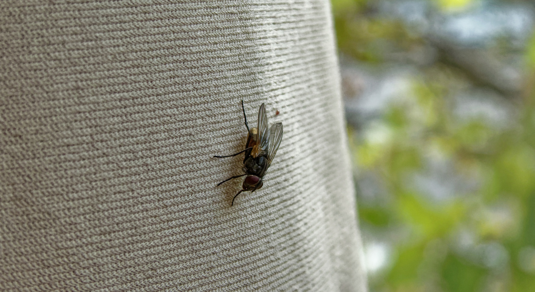 The Fly that Lived