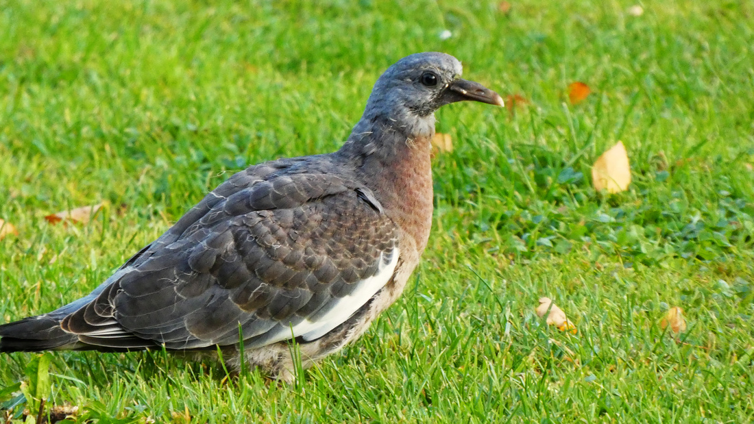 Duivenjong en het Grote Avontuur