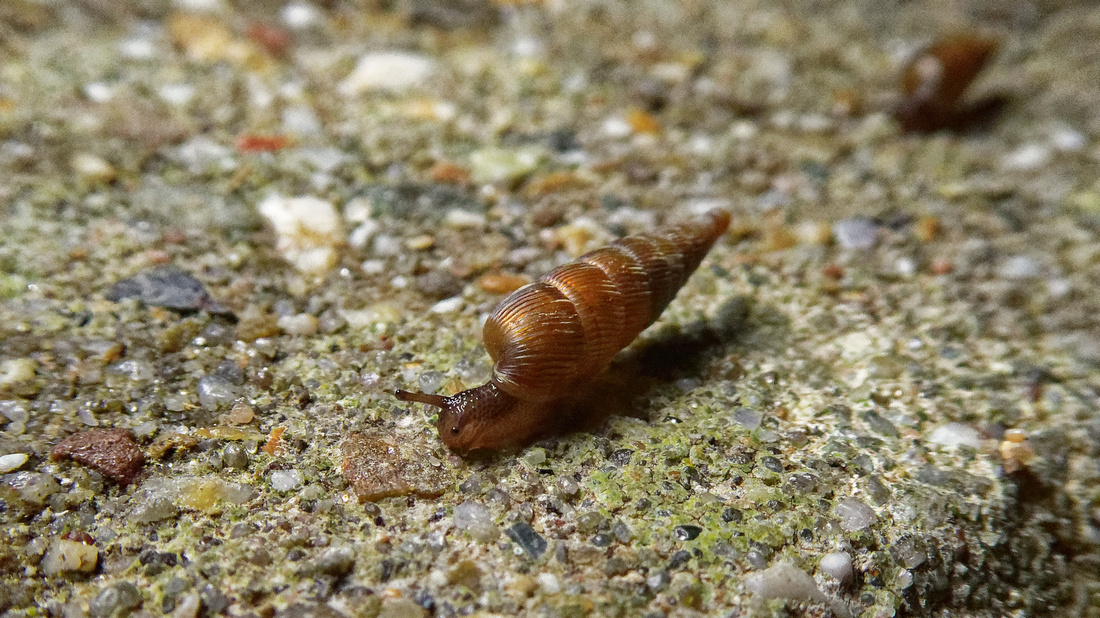 Zeldzaam: Gekielde Clausilia