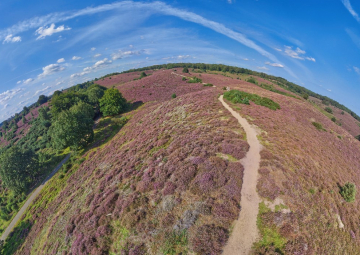 Herikhuizerveld - Posbank: de heide in bloei