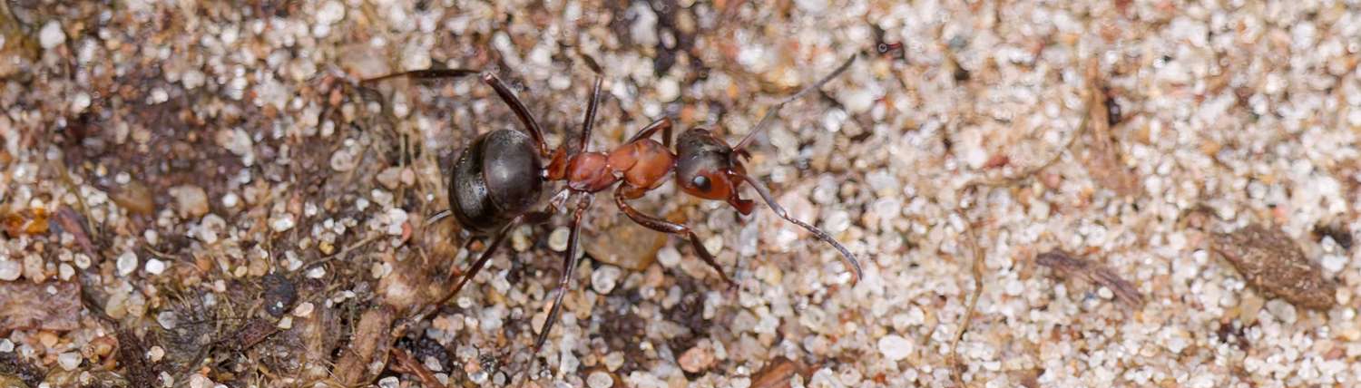 Bijzondere verzameling Bosmieren nesten