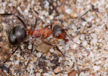 Bijzondere verzameling Bosmieren nesten