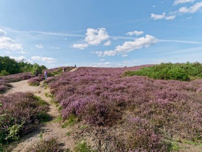 Herikhuizerveld aug21 01