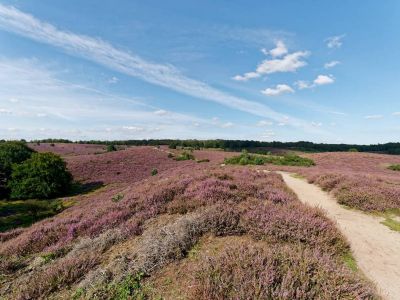 Herikhuizerveld aug21 06