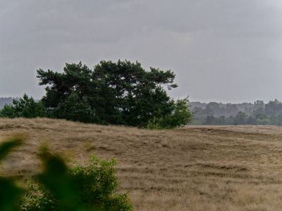 Kootwijkerzand aug21 02