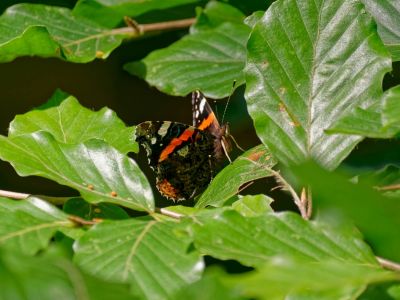 Byvanck 9aug20 23