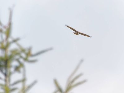 Byvanck 9aug20 30