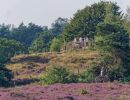 Herikhuizerveld aug21 18