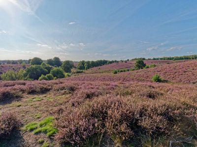 Herikhuizerveld aug21 25