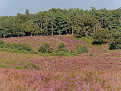 Herikhuizerveld aug21 28