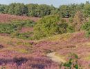 Herikhuizerveld aug21 32