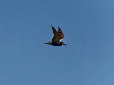 RosandseSternen jun21 29