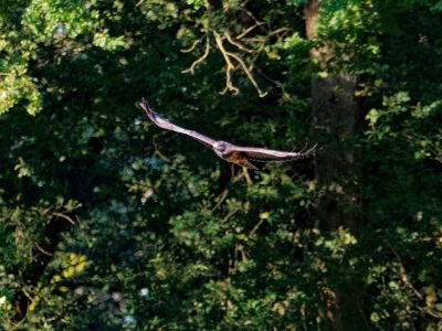 Byvanck 2aug20 19