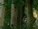 Byvanck 2aug20 21