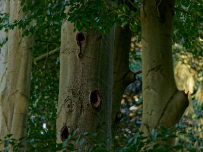Byvanck 2aug20 21