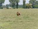 BirdOfBakker jul20 02