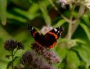 Byvanck 2aug20 30