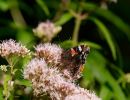 Byvanck 2aug20 31
