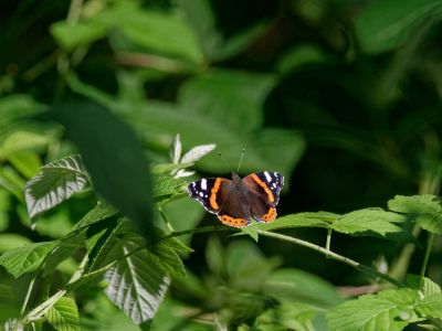 Byvanck 2aug20 35
