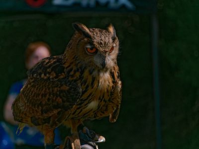 BirdOfBakker jul20 11