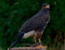 BirdOfBakker jul20 15