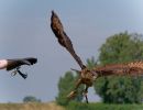 BirdOfBakker jul20 17