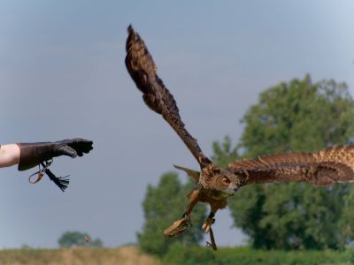 BirdOfBakker jul20 17
