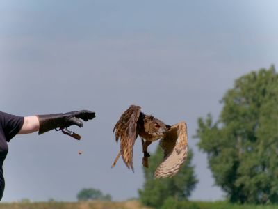 BirdOfBakker jul20 18