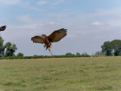 BirdOfBakker jul20 22