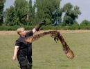 BirdOfBakker jul20 27