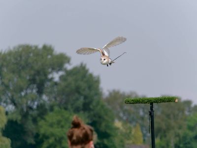BirdOfBakker jul20 40