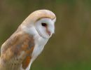 BirdOfBakker jul20 42