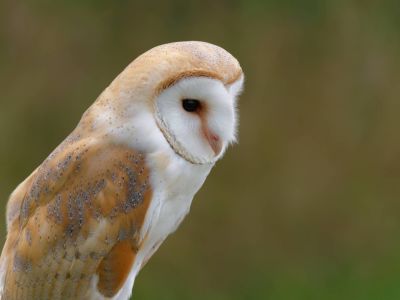 BirdOfBakker jul20 42