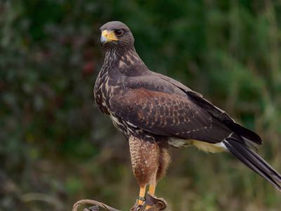 BirdOfBakker jul20 43