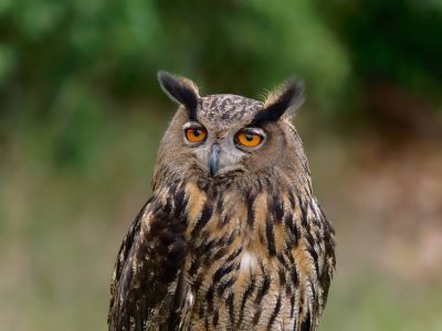 BirdOfBakker jul20 110