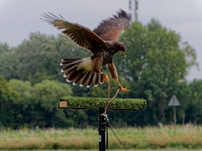 BirdOfBakker jul20 61