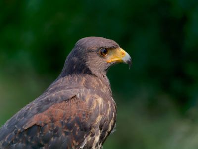 BirdOfBakker jul20 63