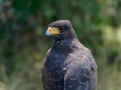 BirdOfBakker jul20 65