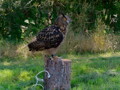 BirdOfBakker jul20 67