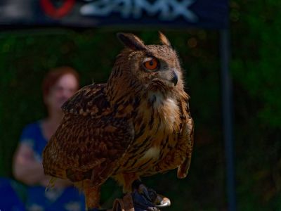 BirdOfBakker jul20 71