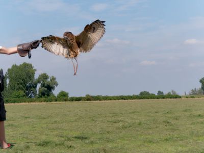 BirdOfBakker jul20 79