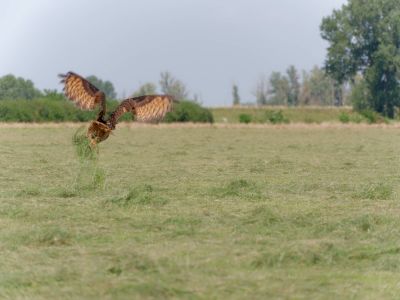 BirdOfBakker jul20 85