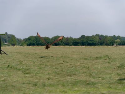 BirdOfBakker jul20 93