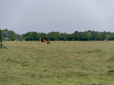 BirdOfBakker jul20 94