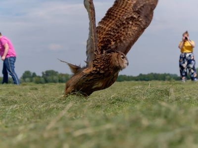 BirdOfBakker jul20 95