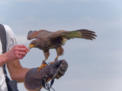 BirdOfBakker jul20 113