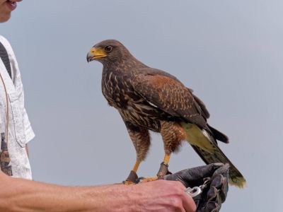 BirdOfBakker jul20 114