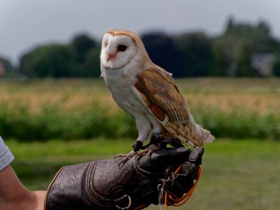 BirdOfBakker jul20 120