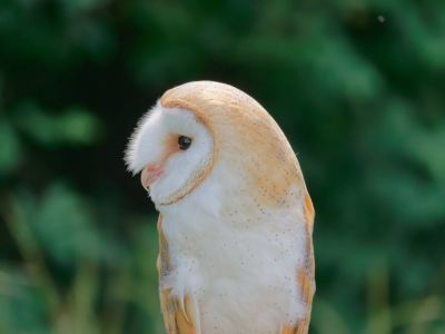 BirdOfBakker jul20 164