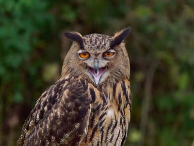 BirdOfBakker jul20 169